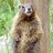 Wiley Marmot