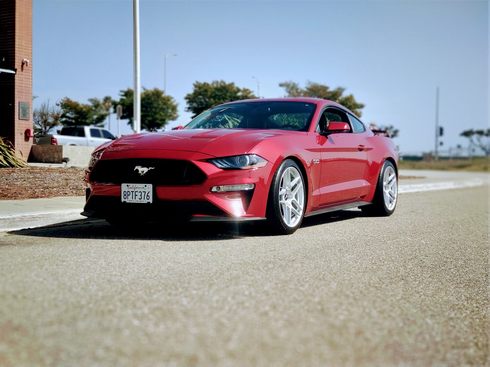 Mustang Portrait front.jpg
